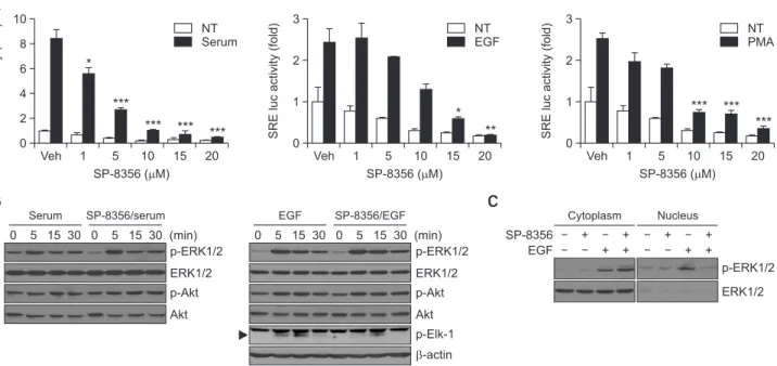 Fig. 4.  SP-8356 suppresses the MAPK signaling pathway in Huh-7 cells. (A) SP-8356 reduces serum-, EGF-, and PMA-stimulated SRE  activity
