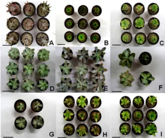 Fig. 1 Mature plants of Orostachys used in the study. 