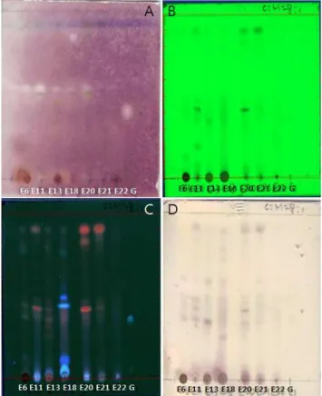 Fig. 1. Screening of ethanol extracts of seaweed for AChE inhibition using TLC assay method