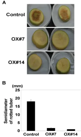 Fig. 2 RT-PCR analysis of constitutive expression of PR genes  in transgenic AtCBP63 potato plants
