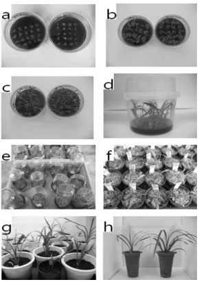 Fig. 8 Regeneration process from PLB tissues of Cymbidium plants. 