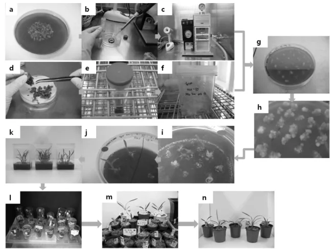 Fig. 9 Production of transgenic plants from Cymbidium PLBs 