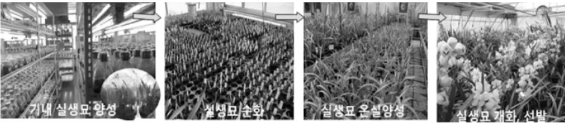 Fig. 5 Characterization screening for elite lines via tissue culture in Cymbidium plants