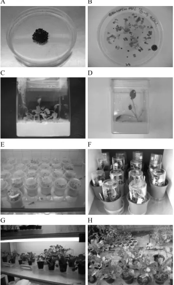Fig. 1 Process of transgenic plants in ‘Young-san’ seeds using  PDS-1000/He