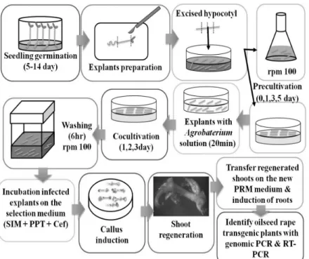 Fig. 2 General process of Agrobacterium-mediated transformation system for oilseed rape plants (Brassica napus L