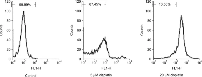 Figure  2.  Cell  death  induced  by  cisplatin  in  NCI-H460  cells  did  not  involve  apoptosis