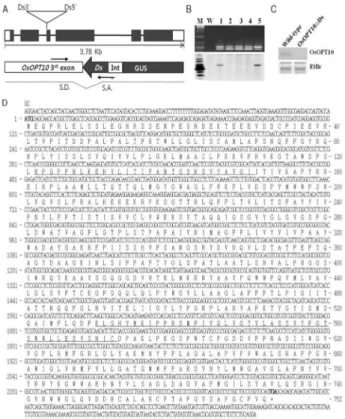 Fig. 1 Appearance of Ac/Ds  transgenic plants and wild-type  plants after high salt stress in rice