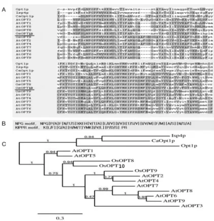 Fig. 3 Sequence alignment of NPG and KIPPR motifs from different proteins. A, Multiple sequence alignment of the known members  of the OPT family