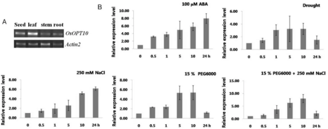 Fig. 5 Plasma membrane localization of OsOPT10  gene. 