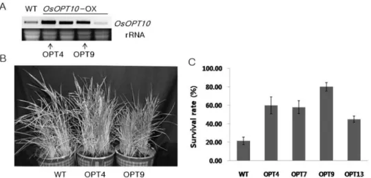 Fig. 8 Identification and salt-tolerance testing of transgenic rice. A, RT-PCR analysis of part of the transgenic plants and the wild  type