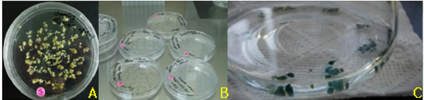 Fig. 1 Somatic embryos (including embryogenic calluses) of Rosa hybrida cv. ‘Sweet Yellow’ before (A) and after (B) co-  cultivation with Agrobacterium tumefaciens AgL1 including intron-GUS gene, and identification of the intron-GUS gene transfer  into tho
