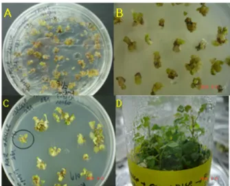 Fig. 2 The process to induce multi-shoots from intron-GUS  gene-transferred either somatic embryos or embryogenic calli  of  Rosa hybrida cv