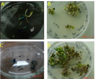 Fig. 3 Intron-GUS gene expression (A and C) in a part of  shoots (B and D) which were cultured for the induction of  multi-shooting from shoots regenerated from the intron-GUS  gene-transferred either somatic embryos or embryogenic calluses  of  Rosa hybri