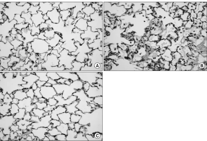 Figure 4. (A) An immunohistochemistry for the detection of secretory phospholipase A 2  (sPLA 2 ) in the normal rat's lung.