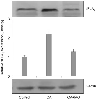 Figure  6.  Western  blot  analysis  of  secretory  phospholi- phospholi-pase A 2  (sPLA 2 ) in the lung