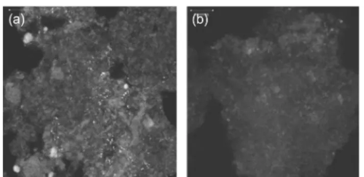 Fig.  7.  FISH  images  of  ammonia  oxidizing  bacteria  and  nitrite  oxidizing  bacteria  in  the  biofilm  reactor