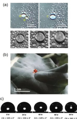 Fig. 2.   (a) 물방울의 유착(coalescence) 및 성장을 보여주는 광학  이미지 2) . (b) 브로컬리 잎 위의 물방울의 형상 6) . (c) 손상된 