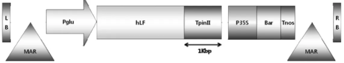 Fig. 1 Partial map of the pSBG-hLF binary vector harboring the human lactoferrin gene.