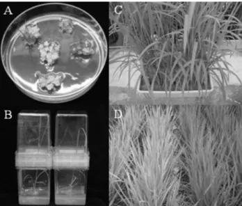 Fig. 2 Formation and expression of the bar gene in transgenic  rice plants. A: Shoot induction from the  DL-phosphinothricin-resistant embryogenic calli; B: Development of independent  transformants in the regeneration medium; C: Transgenic rice  plants gr