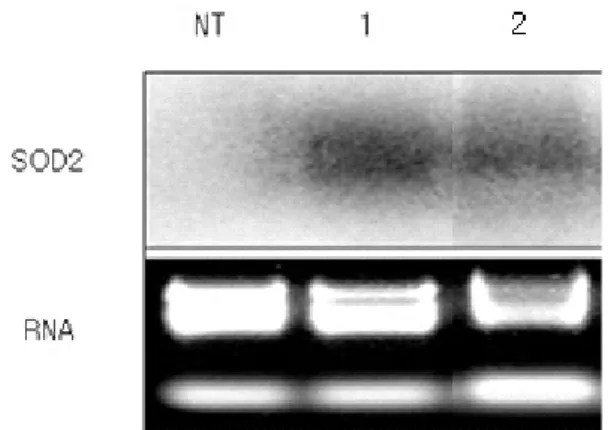 Fig. 4 Transgene expression in SOD2-transgenic petunia plants  identified through Northern blot analysis