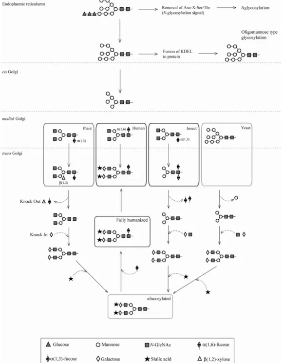 Fig. 2  N-glycosylation processing of glycoproteins in plant, human, insect and yeast