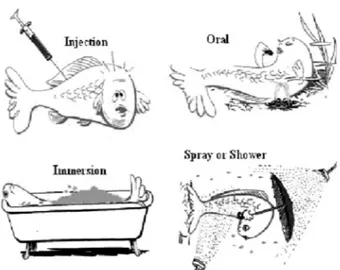 Fig. 1 Fish vaccination strategies. Cartoons courtesy of Cor  Lamers. Wageningen University