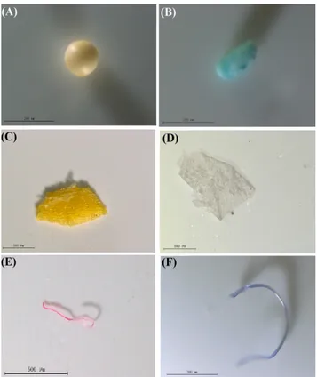 Figure 1. Images of microplastics in sludge collected from STP. 