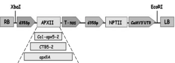 Fig. 1 T-DNA region of the binary vector pMYV611, 613, 616  and V621, 622 and 623; 0.75kb size of Co1-apx5-2 fragment for  pMYV611 and V621, 0.93kb size of CTB5-2 fragment for  pMYV613, V622 and 623, 1.7kb size of the full-length apxIIA gene for pMYV616