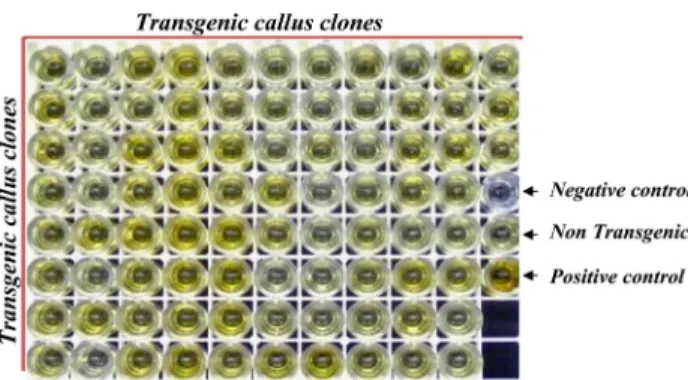 Fig. 4 Southern blot analysis of 12 T 1  progeny of transgenic  maize carrying apxIIA gene