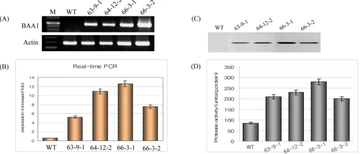 Fig. 2 Expression of BAA1 gene in transgenic plants. (A); The amplification products of the BAAl were separated using a 1.5% Agarose  gel
