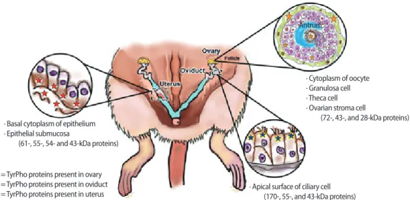 Figure 3. Summary of the localization of tyrosine-phosphorylated (TyrPho) proteins in the ovary, especially in the mature follicle (72-, 43-, and 