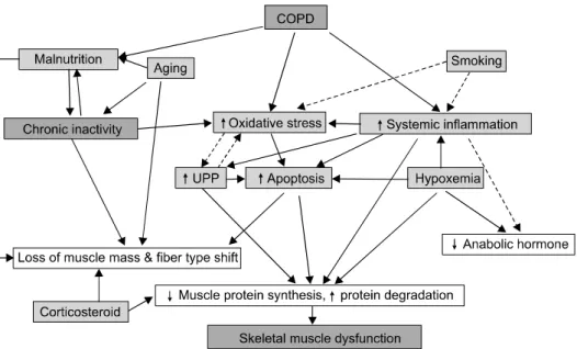 Table 2. Difference of structural and biochemical changes between  diaphragm  and  limb  muscles  in  COPD  patients