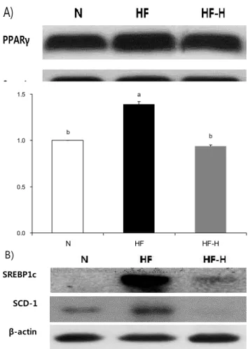 Fig. 4. The effect of Hypsizigus marmoreus on lipogenesis related protein expression in epididymal adipose tissue of  ex-perimental mice