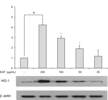Fig. 3. Effects of Erigeron annuus L. flower extract on the production of heme oxygenase-1