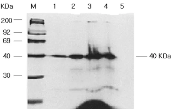 Fig. 6 Southern blot analysis of genomic DNA from wild type G. 