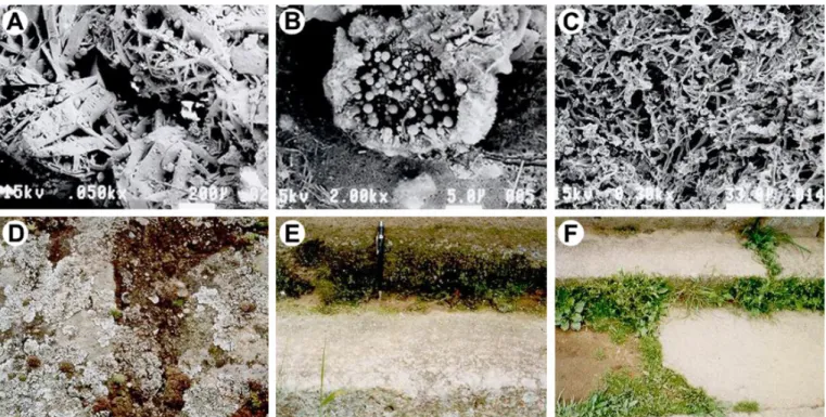 Figure 4. Scanning electron microphotographs (SEM) of clay minerals and biological deteriorations on the surface showing the stone  pagoda
