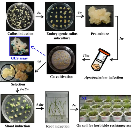 Fig. 1  Agrobacterium-mediated transformation procedures for creeping bentgrass. Embryogenic callus were induced from mature seeds  on callus induction medium, and selected visually and pre-cultured on callus induction medium supplemented with 0.5 mg/L kin