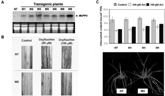 Fig. 4 Herbicide resistant transgenic tall fescue plants. (A) Northern analysis of MxPPO in non-tansformant (NT) and transgenic  transgenic tall fescue plants expressing a MxPPO gene