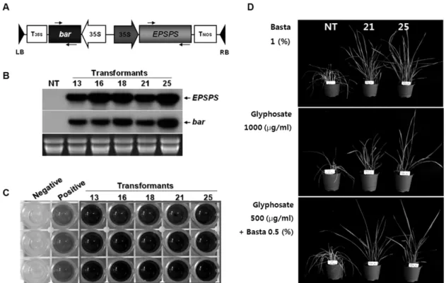 Fig. 5 Generation of dual herbicides-resistant transgenic tall fescue plants. (A) T-DNA region of two herbicides expression vector