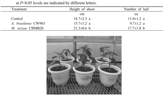 Fig. 1. Inoculation effect of A. brasilense CW903 and M. oryzae CBMB20 on the growth of red pepper  plants 20 days after transplant