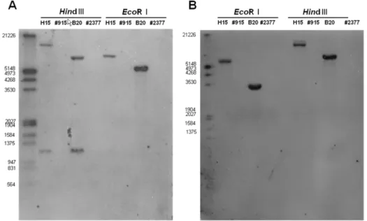 Fig. 1 Southern blot analysis of transgenic pepper and non-transgenic pepper. (A) Hybridization with coat protein specific probe