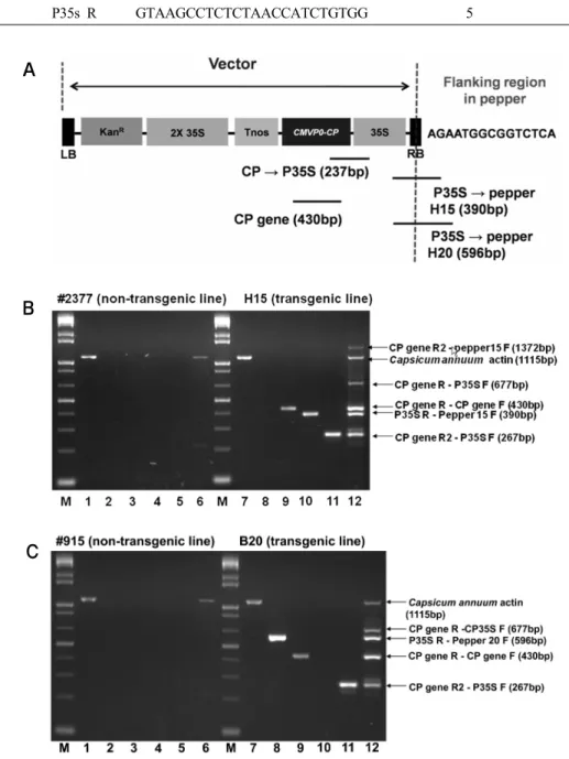Fig. 3 Multiplex PCR analysis. (A) Primer design for multiplex PCR. (B,C) Multiplex PCR detection and identification of two trans- trans-genic peppers