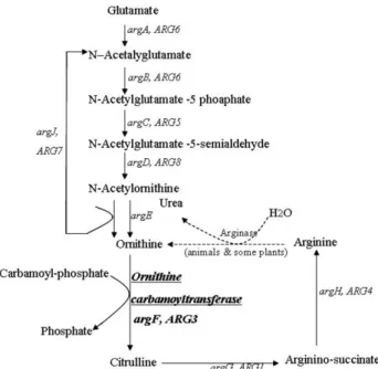 Fig. 1 Schematic diagram of arginine biosynthesis pathway in  plants. The gene names from bacteria and yeast are provided in  italic letters (adopted and modified from Slocum, 2005)