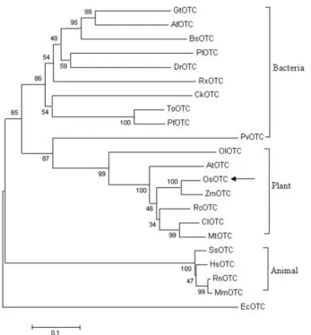 Fig. 3 Phylogenetic analysis of OsOTC related proteins using  Clustal W and Mega 4.1 program