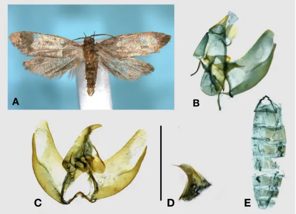 Fig. 1. Agnoea josephinae (Toll, 1956): A, Adult; B, Male genitalia; C, Different view of male genitalia; D, Aedeagus; E, Abdomen