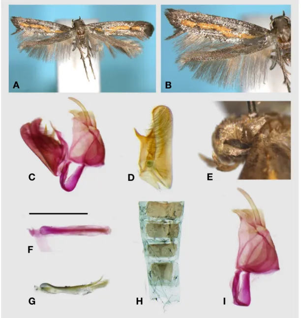 Fig. 2. Ochromolopis kaszabi Gaedike, 1973: A, Adult; B, Close-up left wing; C, Male genitalia, lateral view; D, Different view of 