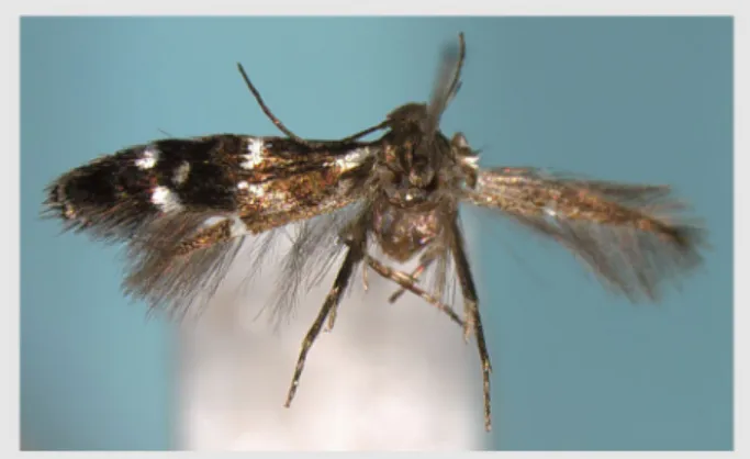 Fig. 3. Elachista kurokoi Parenti, 1983, adult.
