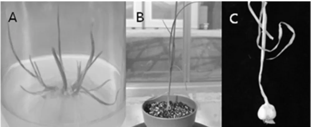 Fig. 2 Plantlet regeneration from garlic callus. A: Multiple shoot proliferated after 30days of transfer on MS medium, B: Plantlet  in pot during acclimation, C