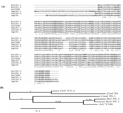 Fig. 2 Multiple alignment of deduced amino acid sequences of Brcpi1 with other phytocystatin proteins and phylogenetic tree analysis