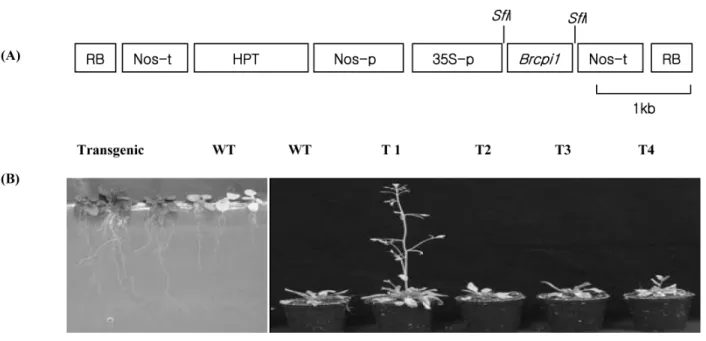 Fig. 5 Vector construction and transformation. A, Ti-plasmid vector construction for overexpression of Brcpi1 gene